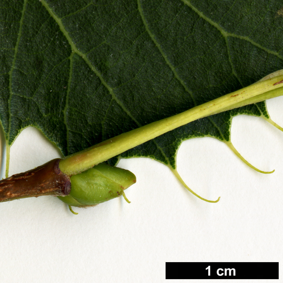 High resolution image: Family: Malvaceae - Genus: Tilia - Taxon: henryana - SpeciesSub: var. subglabra